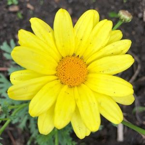 Meet your Posher, Emilee